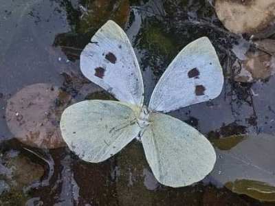 A Timely Water&nbsp;Boatman