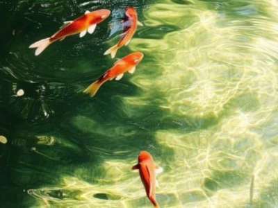 Fish: April Writing Prompt&nbsp;Responses